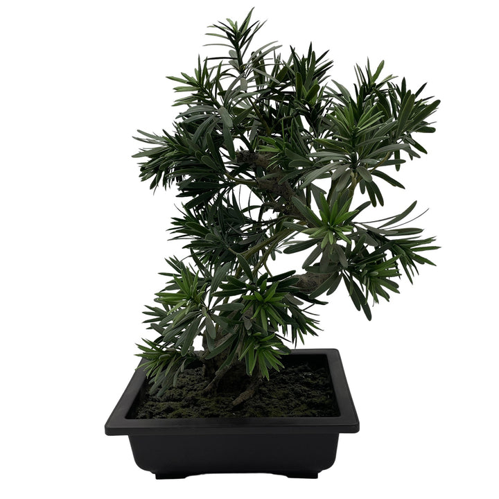 Bonsai Plant Small - V Surfaces