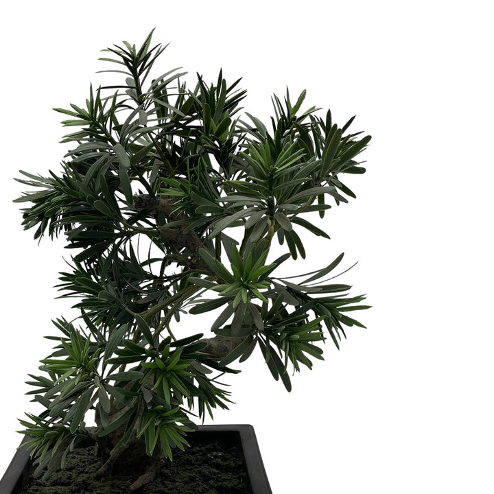 Bonsai Plant Small - V Surfaces